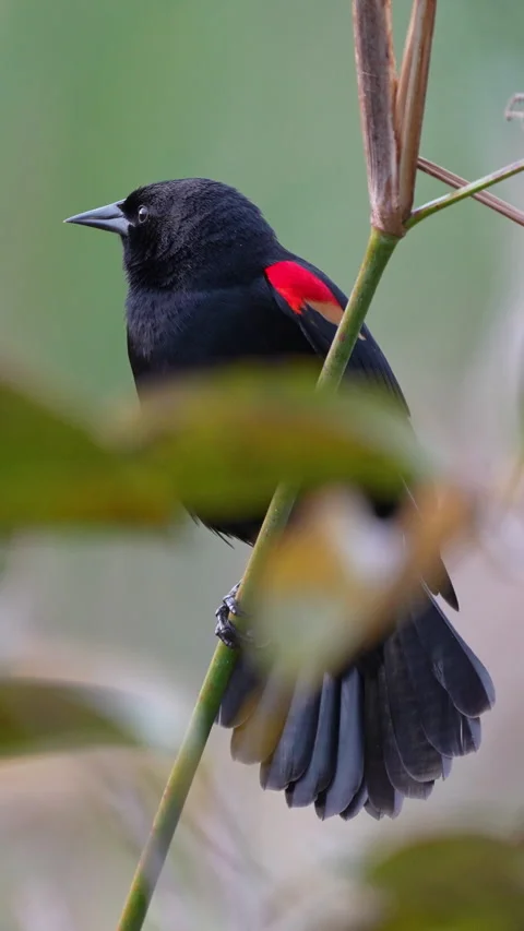 RED-WINGED BLACKBIRD  Stock Footage 280811445