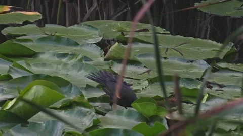 Red Winged Blackbird Foraging Among Lily Pads Stock Footage 343674908
