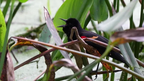 Red winged Blackbird Foraging Stock Footage 273267173
