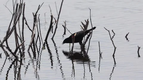 Red-winged blackbird foraging in water while perched on dead wood in a lake Video stock 325611953