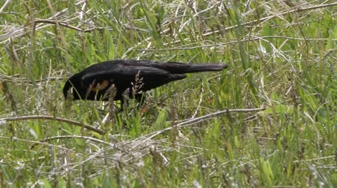 Red winged blackbird on ground foraging CS Stock Footage 11149211