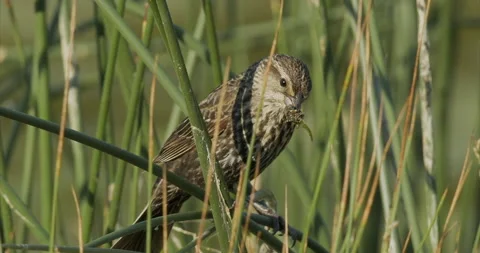 Red-winged blackbird hiding, perched in reeds,  beak full of insects, slomo, 4k Stock Footage 244000223
