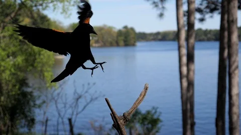 Red-winged blackbird lands on a perch by a lake in summer. Video stock 99753473