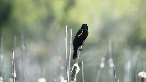 Red-Winged Blackbird Perched Atop Cattails in Wetland Marsh Stock Footage 343015358