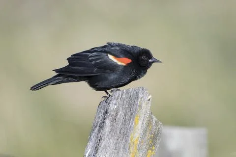 Red winged blackbird perched on post. Stock Photos