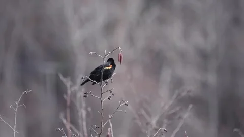 Red-winged blackbird perched on the top of a bare tree Vídeos de archivo 335839967