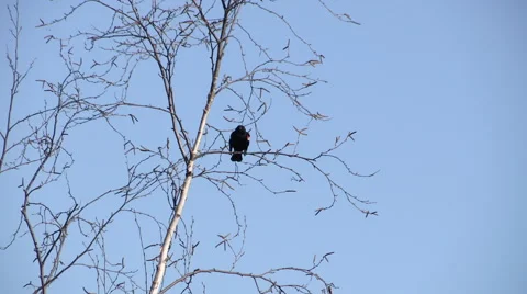 Red-winged Blackbird Perched on a Tree Stock Footage 49438207