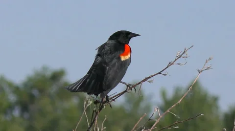 Red-winged blackbird perches Stock Footage 63882208