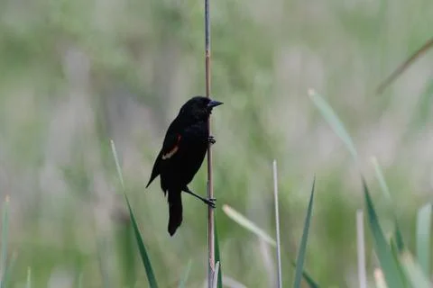 Red-winged blackbird Stock Photos