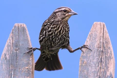Red-winged blackbird Stock Photos