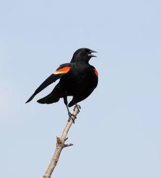 Red - winged blackbird Stock Photos