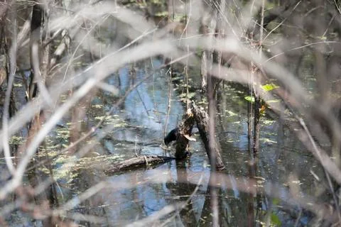 Red-Winged Blackbird Stock Photos