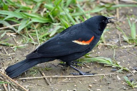 Red winged blackbird Stock Photos