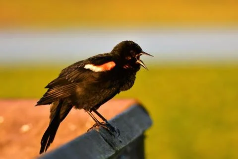 Red-winged blackbird Stock Photos