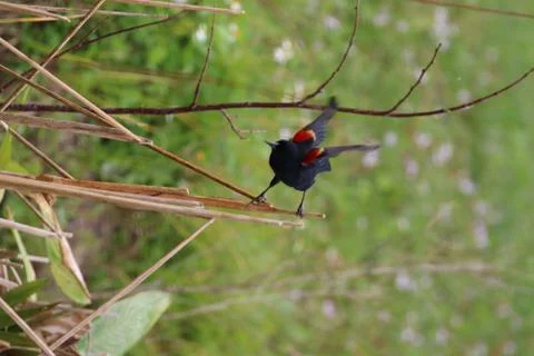 Red-winged Blackbird Stock Photos