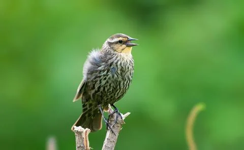 Red Winged Blackbird Stock Photos