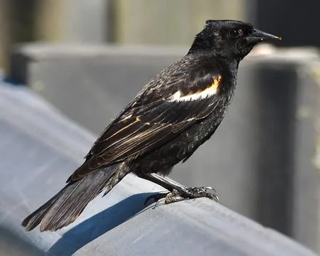 Red-winged Blackbird Stock Photos