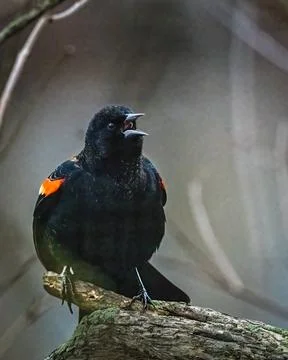 Red-Winged Blackbird Stock Photos