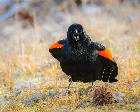 Red-Winged Blackbird Stock Photos