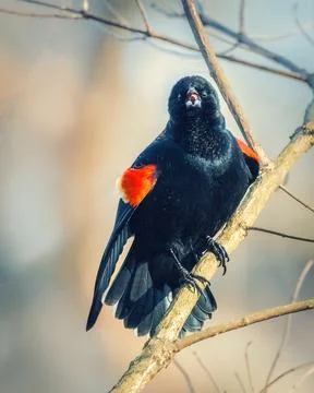 Red winged blackbird Foto stock