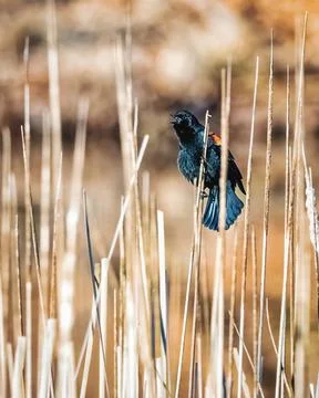 Red winged blackbird Stock Photos