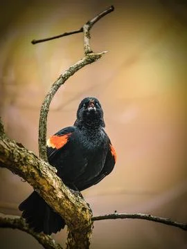 Red Winged Blackbird Stock Photos