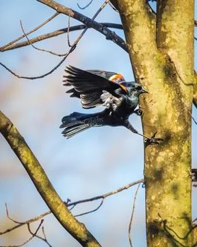 Red Winged Blackbird Stock Photos