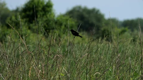 A Red-winged Blackbird in the Prairie Video stock 132680053