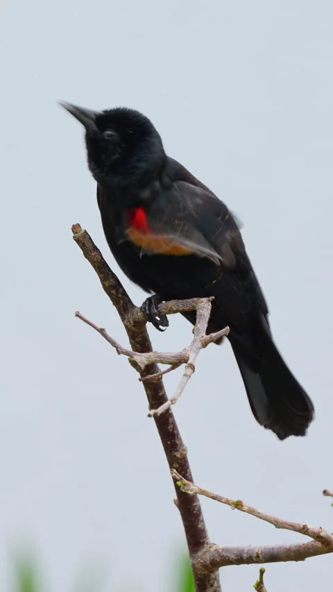 RED-WINGED BLACKBIRD PREENING Stock Footage 280797361