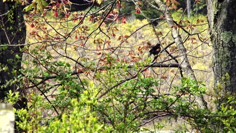 Red Winged Blackbird preening on tree before flying off Stock Footage 157322654