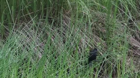 Red Winged Blackbird In Reeds Taking Flight Stock Footage 339326829