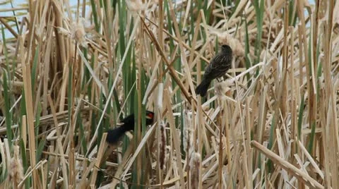 Red winged blackbird in reeds while female red winged blackbird sits on reed Stock Footage 11110622