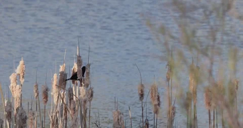Red-Winged Blackbird Singing on Cattails, Close-Up Shallow Depth of Field, 7K Stockbeeldmateriaal 333263714
