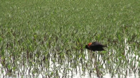 Red-winged blackbird singing Video stock 332478