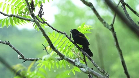 Red-Winged Blackbird Singing in Heavy Rain Before Taking Flight Stock Footage 340236212