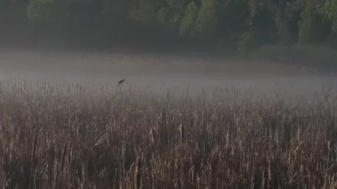Red-Winged Blackbird Singing in Misty Marsh with Cattails Stock Footage 337511285