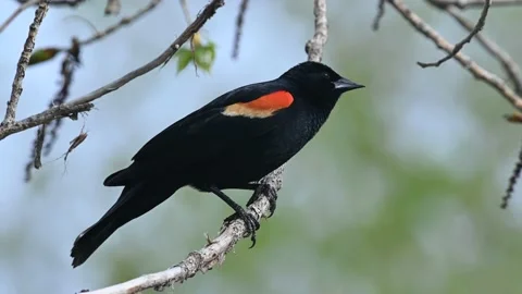 Red-winged Blackbird singing while perched on a tree branch Stock Footage 154612394