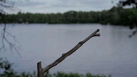 Red-winged blackbird in slow motion lands on perch by lake, then hops down. Video stock 71198538