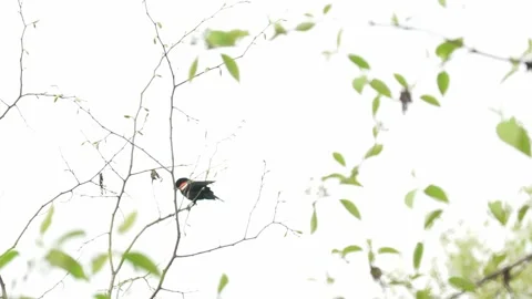 Red-winged Blackbird Taking Flight from Branch Stock Footage 335230705