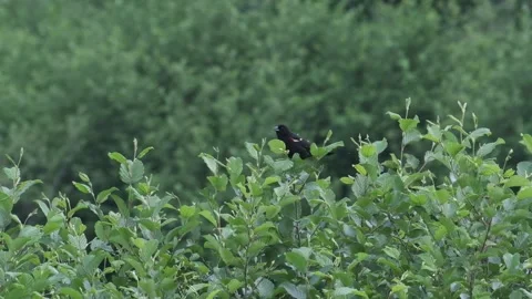 Red Winged Blackbird Taking Flight Stock Footage 339326818