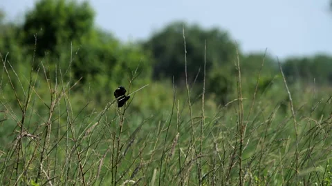 Red-winged Blackbird in the Tallgrass Stock Footage 132681928