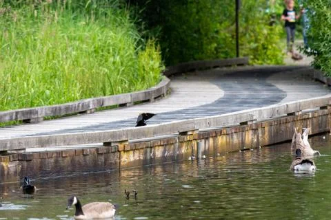 Red-winged blackbird touching down to the boardwalk. Stock Photos