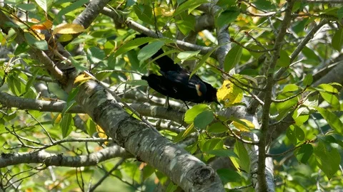 Red-winged blackbird in a tree 4K 動画素材 94497568