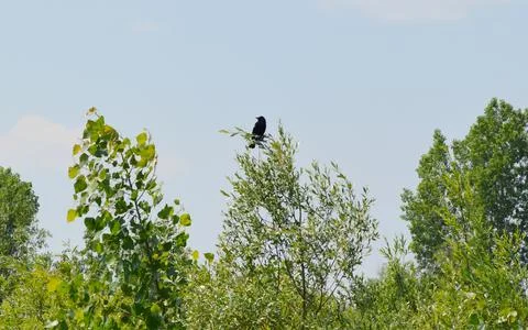 Red- Winged Blackbird in a Tree Stock Photos