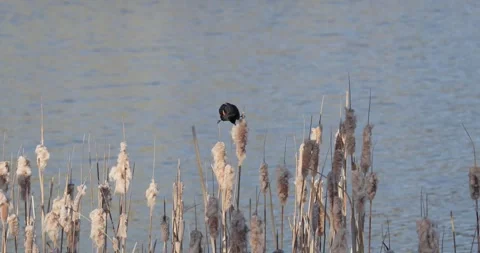 Red-Winged Blackbird on Winter Cattails with River Water Background, Close Cutaw Stockbeeldmateriaal 333264033