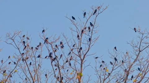 Red Winged Blackbirds in a tree Stock Footage 58365830
