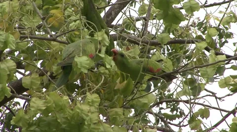 Red-winged Parrot flock feed on leaf Stock Footage 57235735