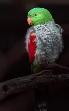 Red-winged parrot Stock Photos