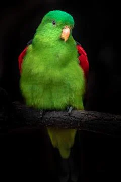 Red-winged parrot Stock Photos