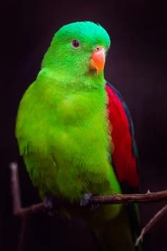 Red-winged parrot Stock Photos